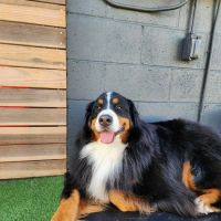 Newport Beach Veterinary Hospital ico