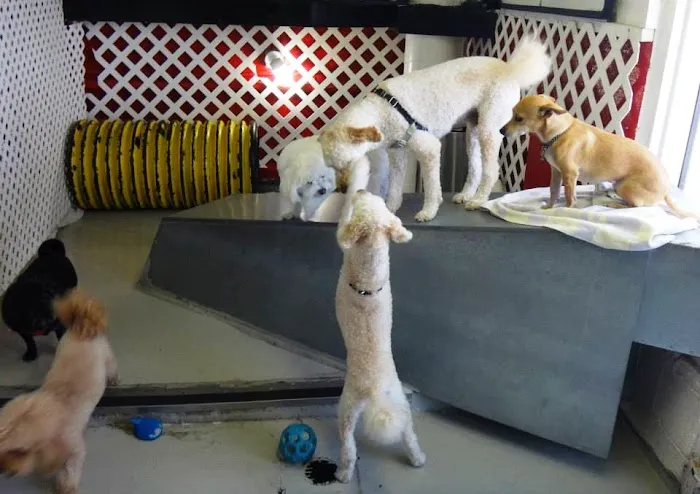 Newport Center Animal Hospital & Pet Hotel Suites 12