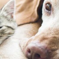 Newport Center Animal Hospital & Pet Hotel Suites ico