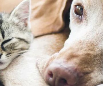 Newport Center Animal Hospital & Pet Hotel Suites