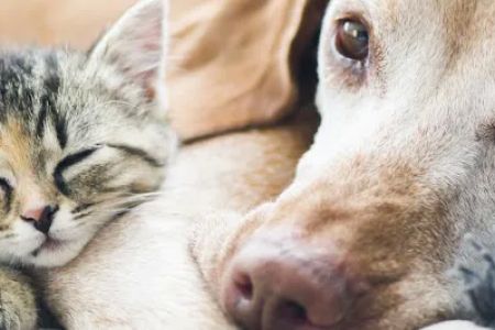 Newport Center Animal Hospital & Pet Hotel Suites