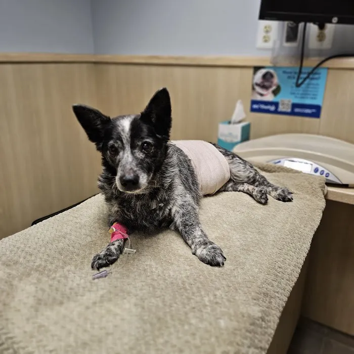 VCA Irvine North Park Animal Hospital 6
