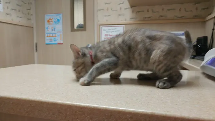 VCA Irvine North Park Animal Hospital 5