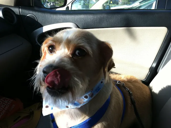 VCA Irvine North Park Animal Hospital 10