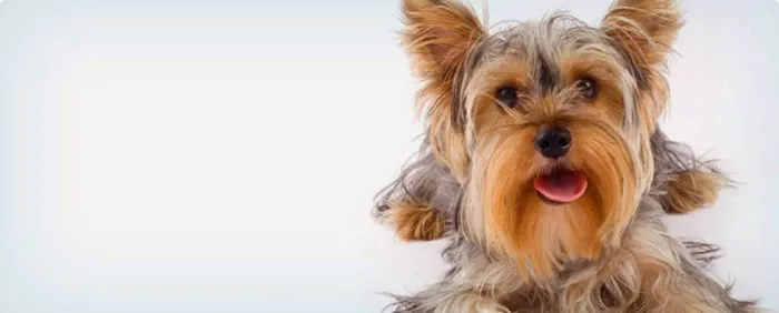 Culver Pet Clinic 12