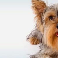 Culver Pet Clinic ico