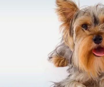 Culver Pet Clinic