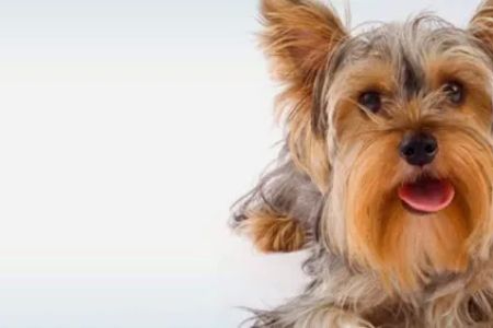 Culver Pet Clinic