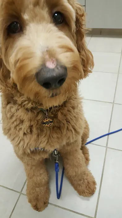 Animal Hospital of Irvine 12