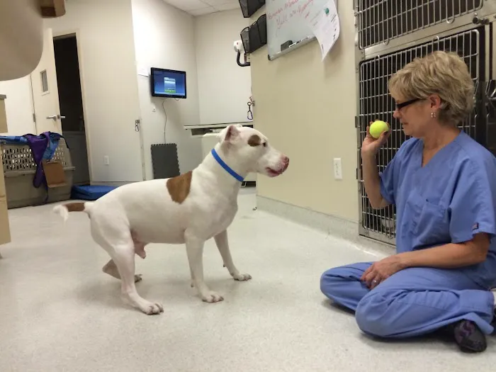 Animal Hospital of Irvine 12
