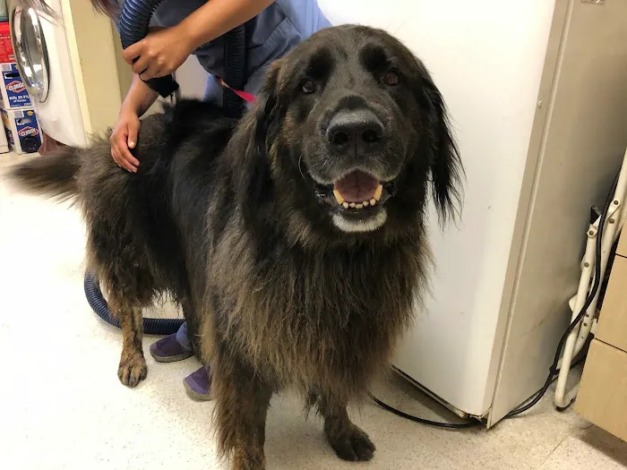 Animal Hospital of Irvine 12
