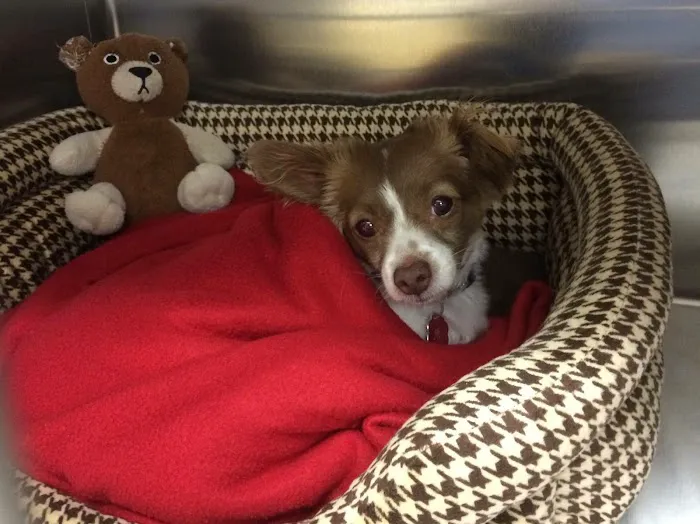 Animal Hospital of Irvine 12