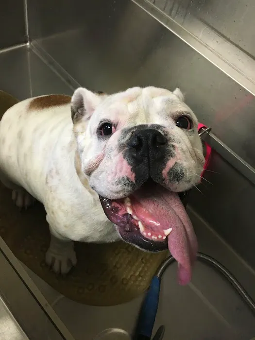 Animal Hospital of Irvine 12