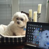 Newport Hills Animal Hospital ico