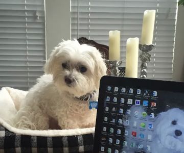 Newport Hills Animal Hospital