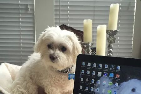 Newport Hills Animal Hospital