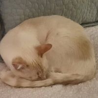 Stonecreek Animal Hospital ico