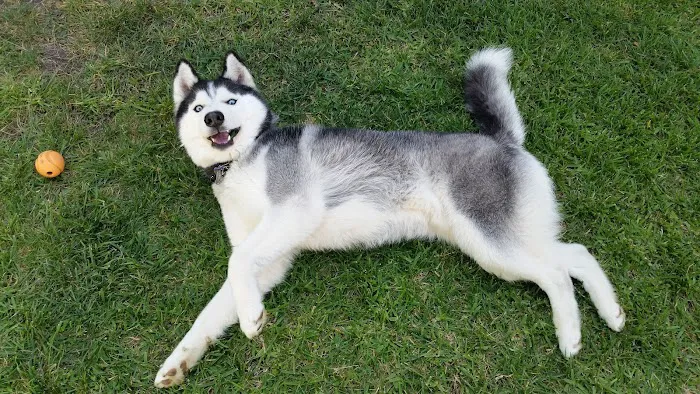 Irvine Pet Hospital 12