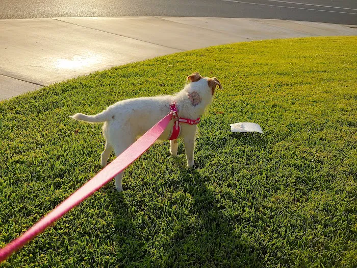 Irvine Pet Hospital 12