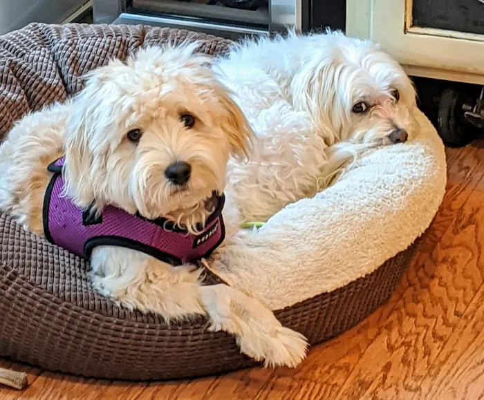 Irvine Pet Hospital 12