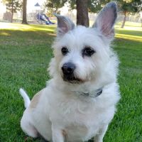 Vetco Total Care Animal Hospital ico