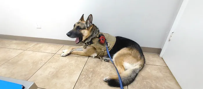 California Veterinary Hospital 12