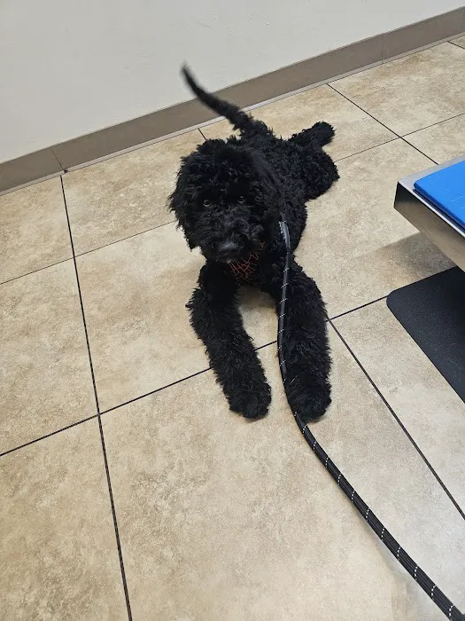 California Veterinary Hospital 12
