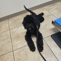 California Veterinary Hospital ico