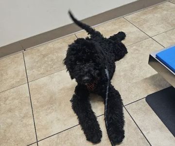 California Veterinary Hospital