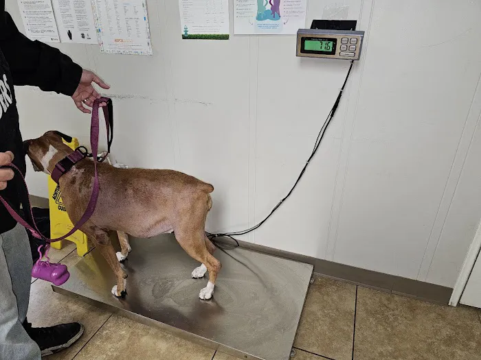 California Veterinary Hospital 12