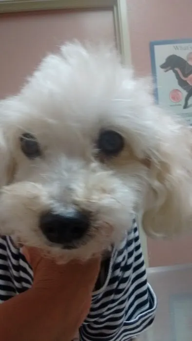 Florence Pet Clinic 12