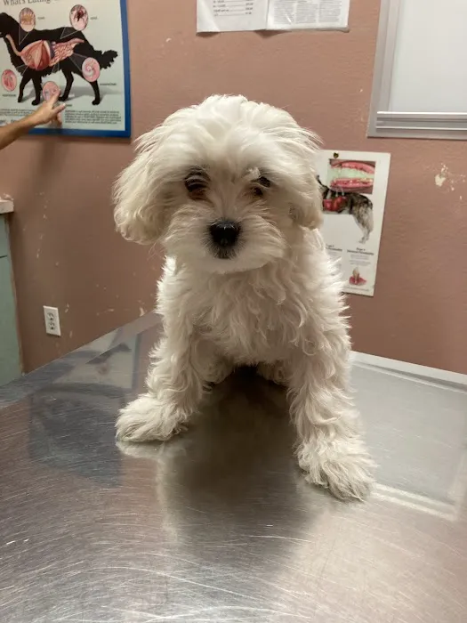 Florence Pet Clinic 12