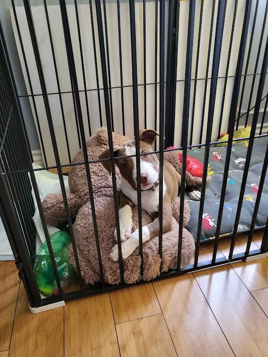 Huntington Park Dog & Cat Clinic 12