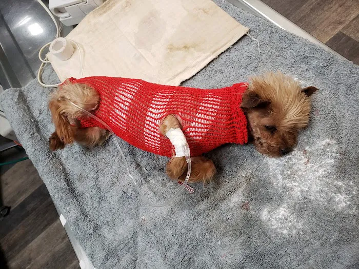 Huntington Park Dog & Cat Clinic 12