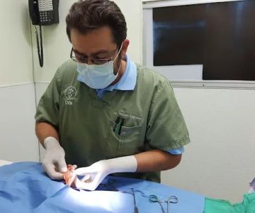 American Veterinary Services