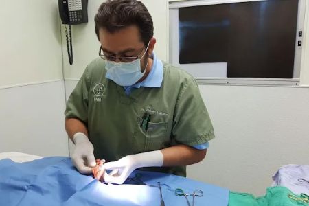 American Veterinary Services