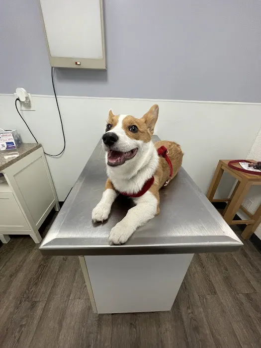 American Veterinary Services 12