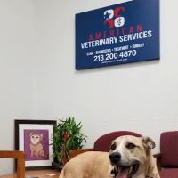 Pet Clinic ico
