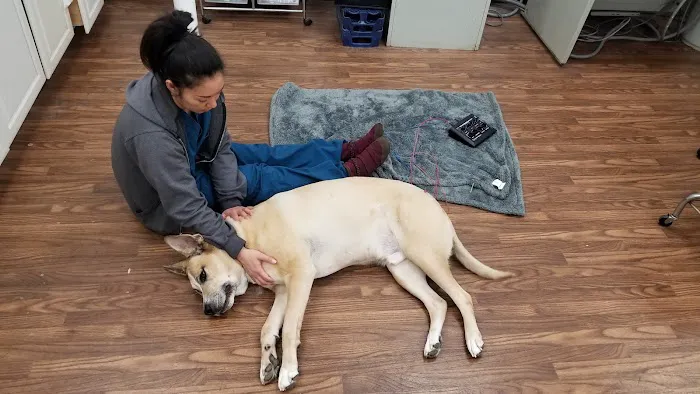Pet Clinic 12