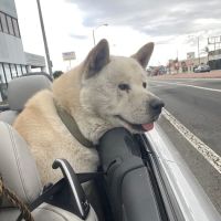 St Francis Animal Hospital ico