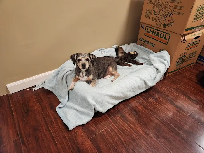 St Francis Animal Hospital 5