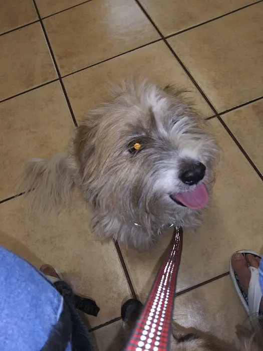 St Francis Animal Hospital 4