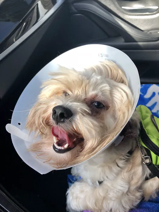 St Francis Animal Hospital 7