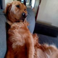 SoCal K9 Clinic City of Industry ico