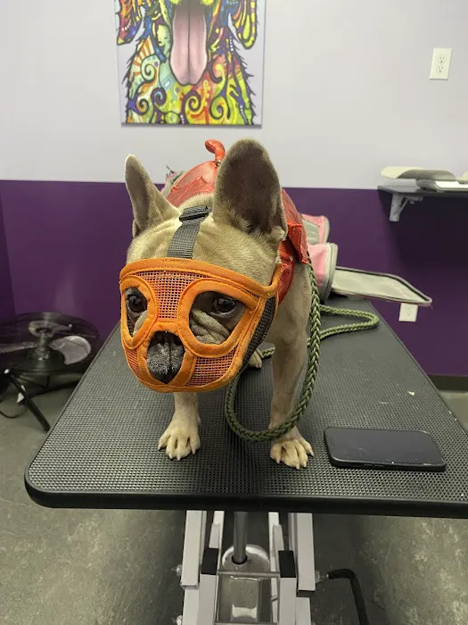 SoCal K9 Clinic City of Industry 12