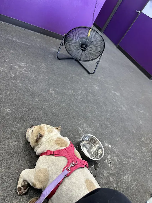 SoCal K9 Clinic City of Industry 12