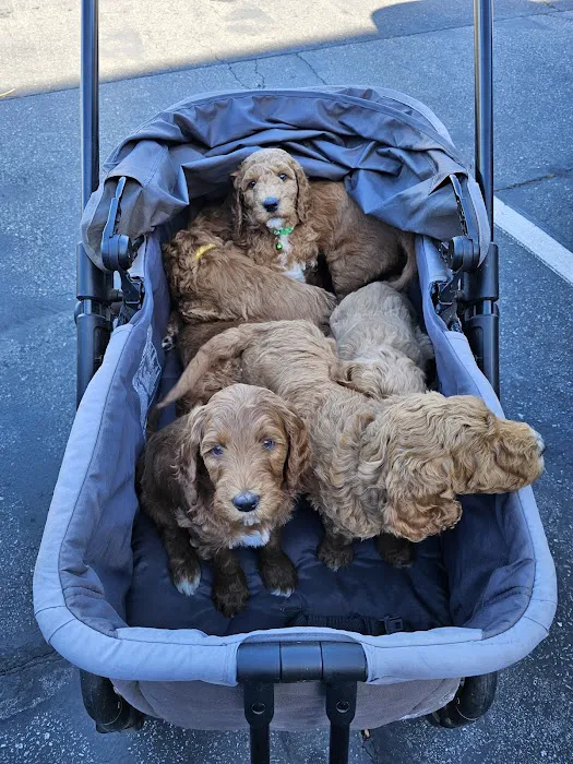 SoCal K9 Clinic City of Industry 12