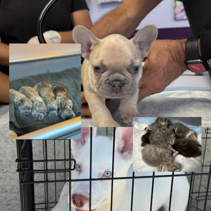 SoCal K9 Clinic City of Industry 12