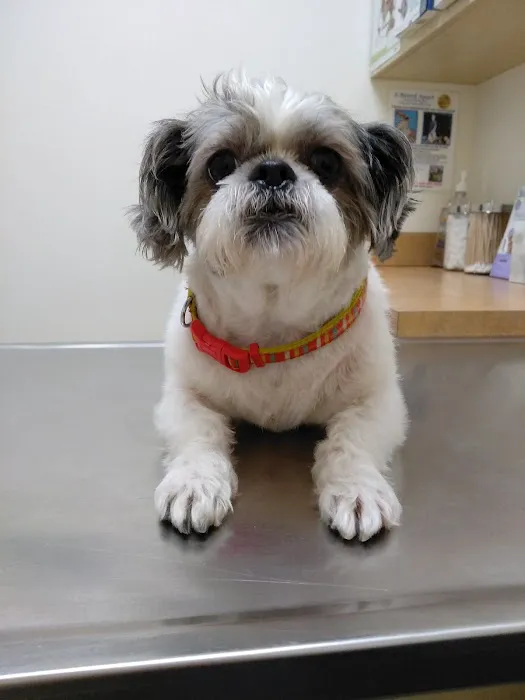 Arc Animal Hospital 1