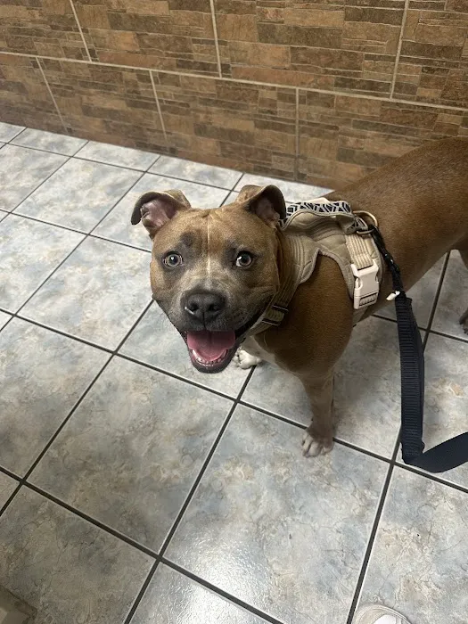 Southern California Animal Hospital 12